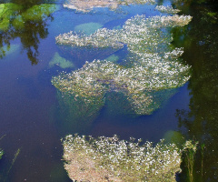 Die Alb (kleiner Fluss durch Karlsruhe/Germany)