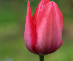 Tulip