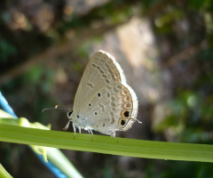 shining wings