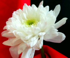 flower on the red curtain