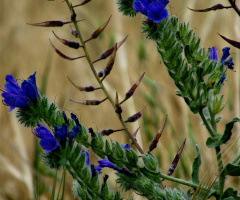 no tulip - no daisy  :)))) , only a wildflower 