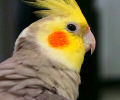 a lonesome bird