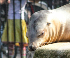 Taking a nap