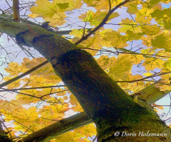 schiefer Baum