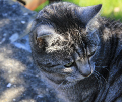 Beloved Mitzi