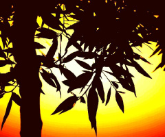 Sunset Beyond The Tree