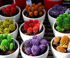 Colors