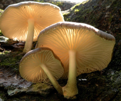 Cogumelos