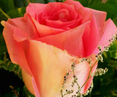 summer bloom