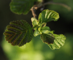Green Is Hope