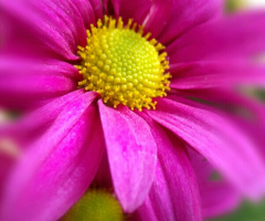 pink blossom