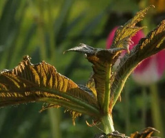 A Dragon Appears... 