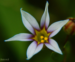Wildflower with Bud
