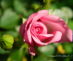  Pembe Gül 
