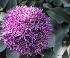 Sunshine Purple