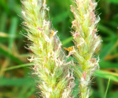Green green grass of my home
