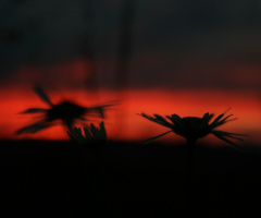 evening romance