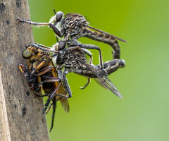 robber fly