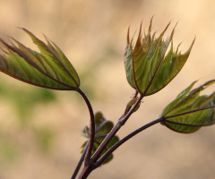 Three Swaying Green