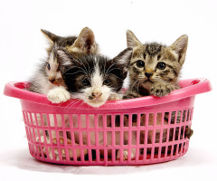 ANAK KUCING