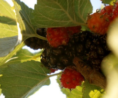 black mulberries -- karadut