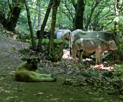 inekleri güden çoban köpeyi