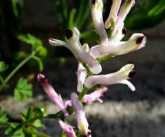 tiny flower