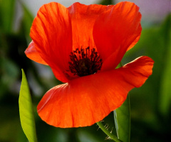 beautiful poppy... 