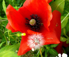 who ate the piece of the poppy ... ??? 