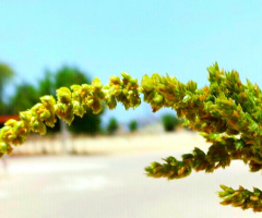 green plant