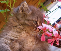 This is Tigy  :)