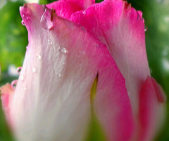 drops on flower