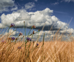 Windy Summerday