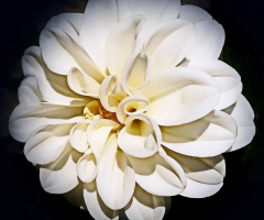 White dahlia