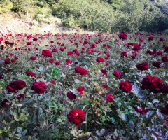 gül deryası