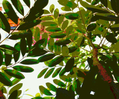 bush