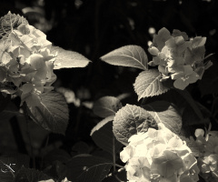  Çiçek Olan Sevdkleriniz Hiç Solmasın