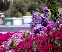  colorful front garden