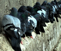 Sıra sıra