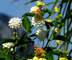 we love that flowers