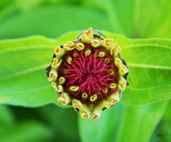 Zinnia tomurcuğu 