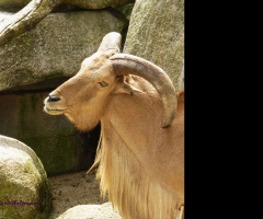 Wilhelma, Zoo Stuttgart/Germany