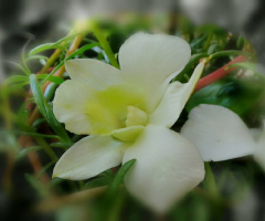 white orchid II
