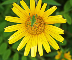 Green & yellow
