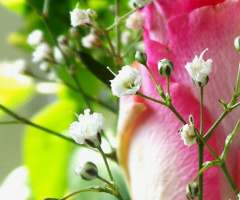 Flower within flowers II