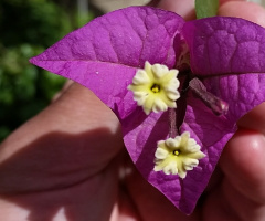 A Purple Smile In My Hand...