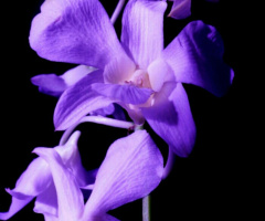 purple in the dark