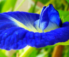 Bluest Blue II