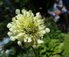  Hello Flower
