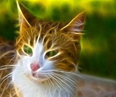 Fractalius